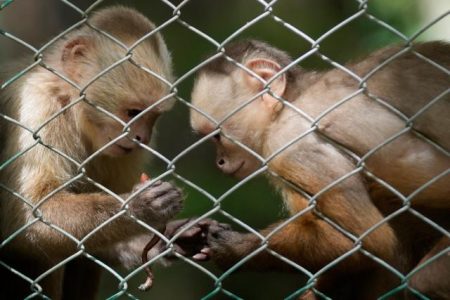 فرار دسته‌جمعی میمون‌ها از یک مرکز تحقیقاتی در کارولینای جنوبی