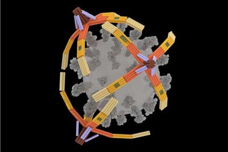 محققان موفق به ساخت سازه‌های پیچیده با استفاده از DNA شدند