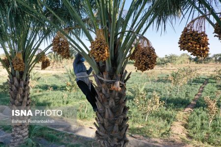 کاشت نهال و برداشت خرما با ربات نخلستان در کشور میسر شد