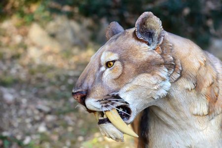 ببر دندان خنجری شکارچی ماهری بود؛ اما چرا منقرض شد؟